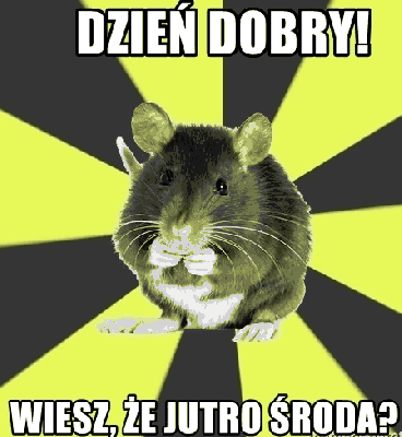 Wesoły mały szczur jutro środa